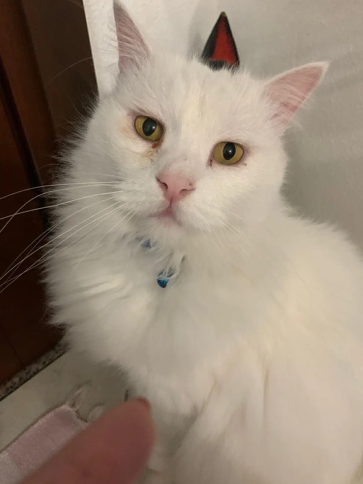 gatto lost   09028 Sestu Panzy