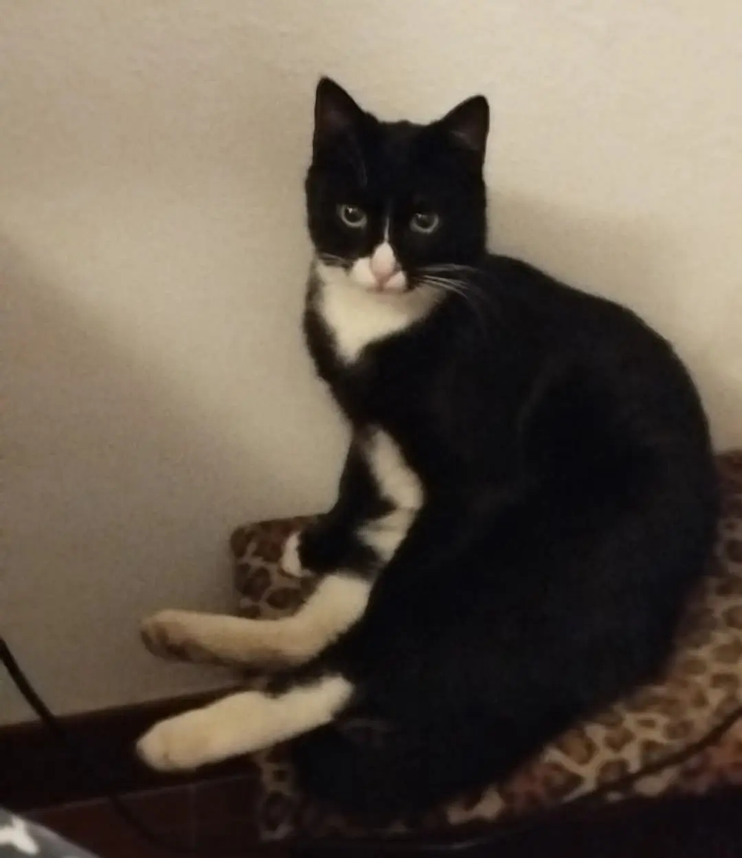 gatto lost   09045 Quartu Sant'Aleni/Quartu Sant'Elena Pippi