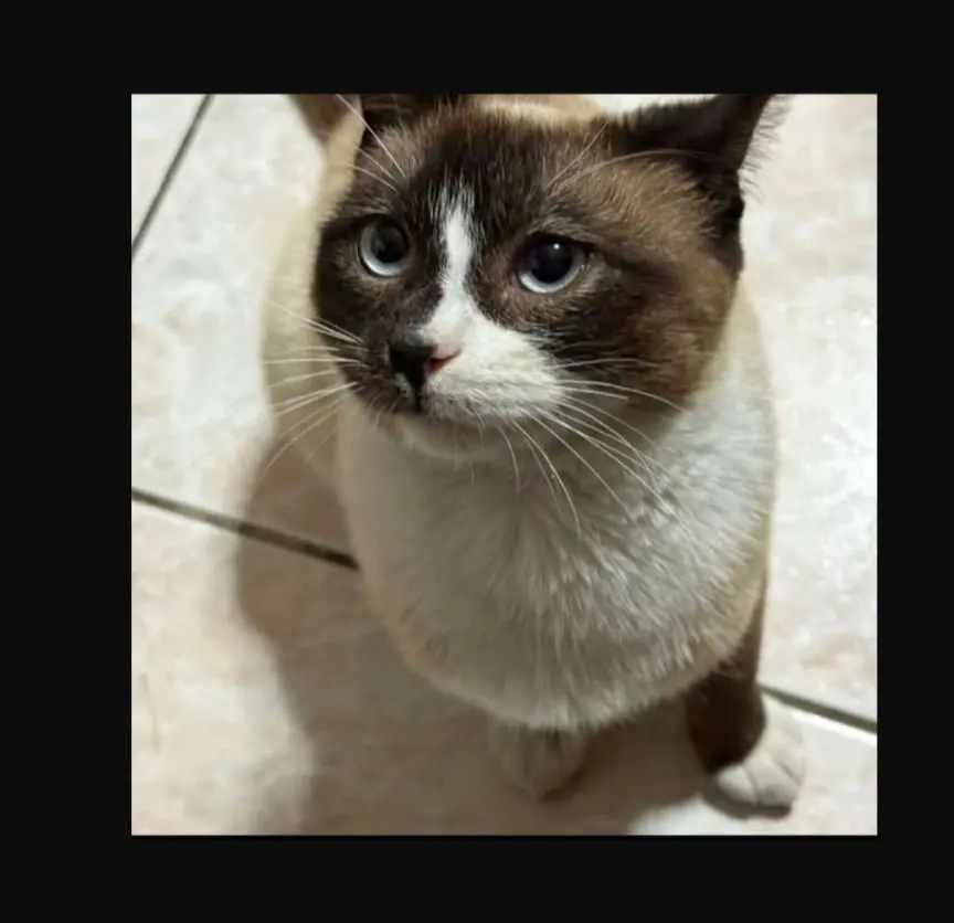 gatto lost   09028 Sestu Pippo