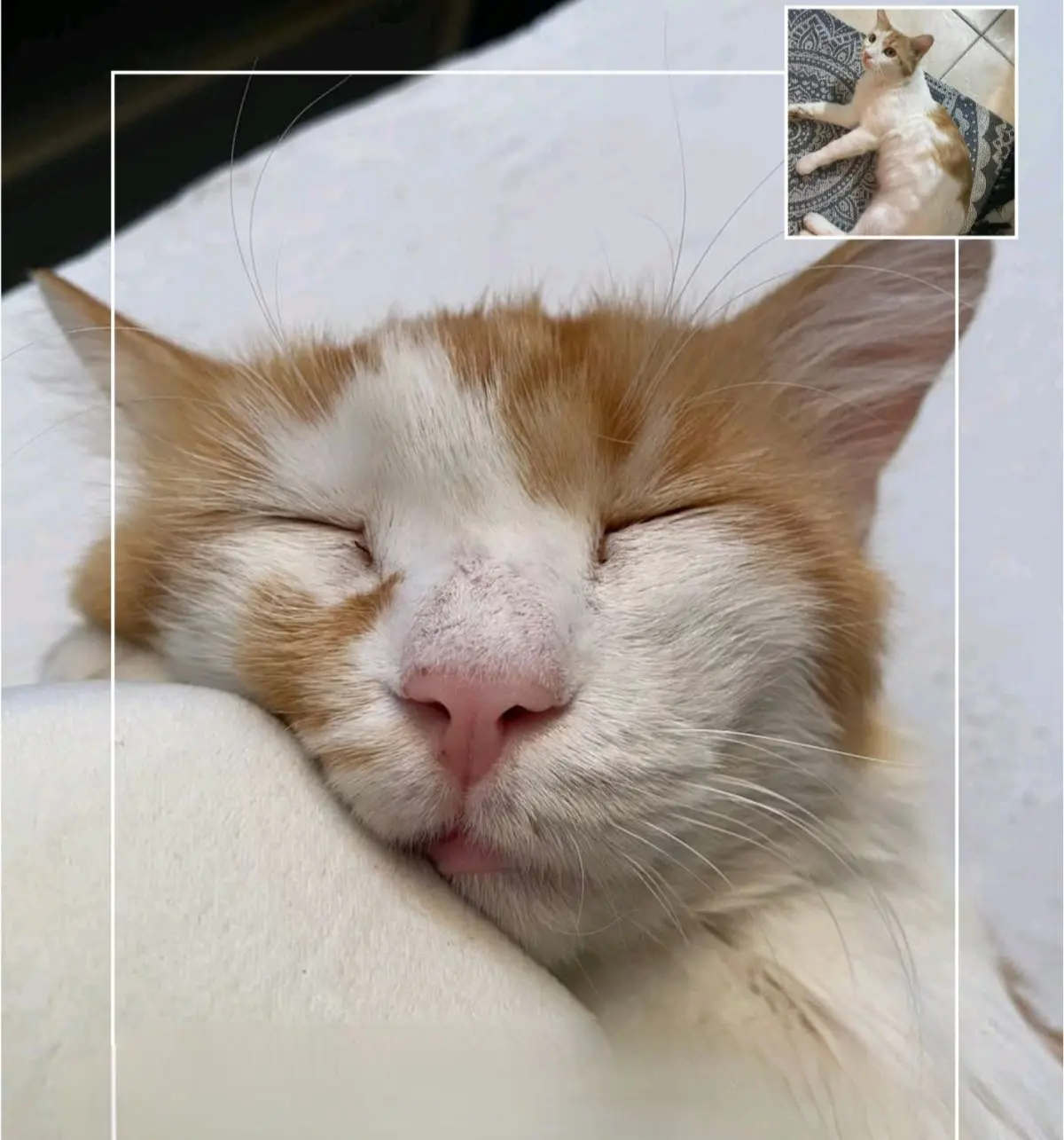 gatto lost   09045 Quartu Sant'Aleni/Quartu Sant'Elena Puffo