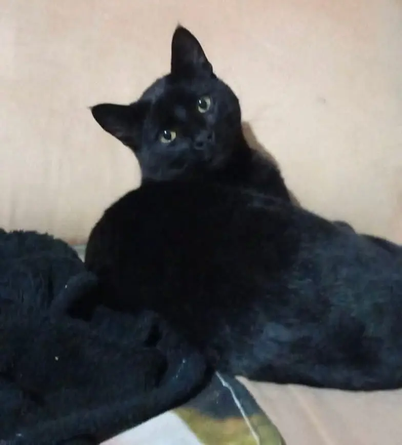 gatto lost   09028 Sestu Ranocchio