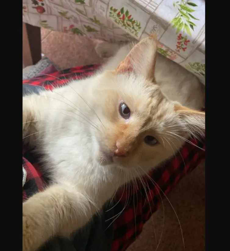 gatto lost   09045 Quartu Sant'Aleni/Quartu Sant'Elena Raphy