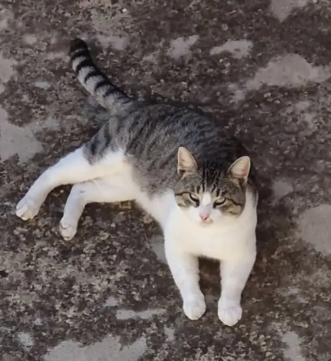 gatto lost   09068 Uda/Uta Russ