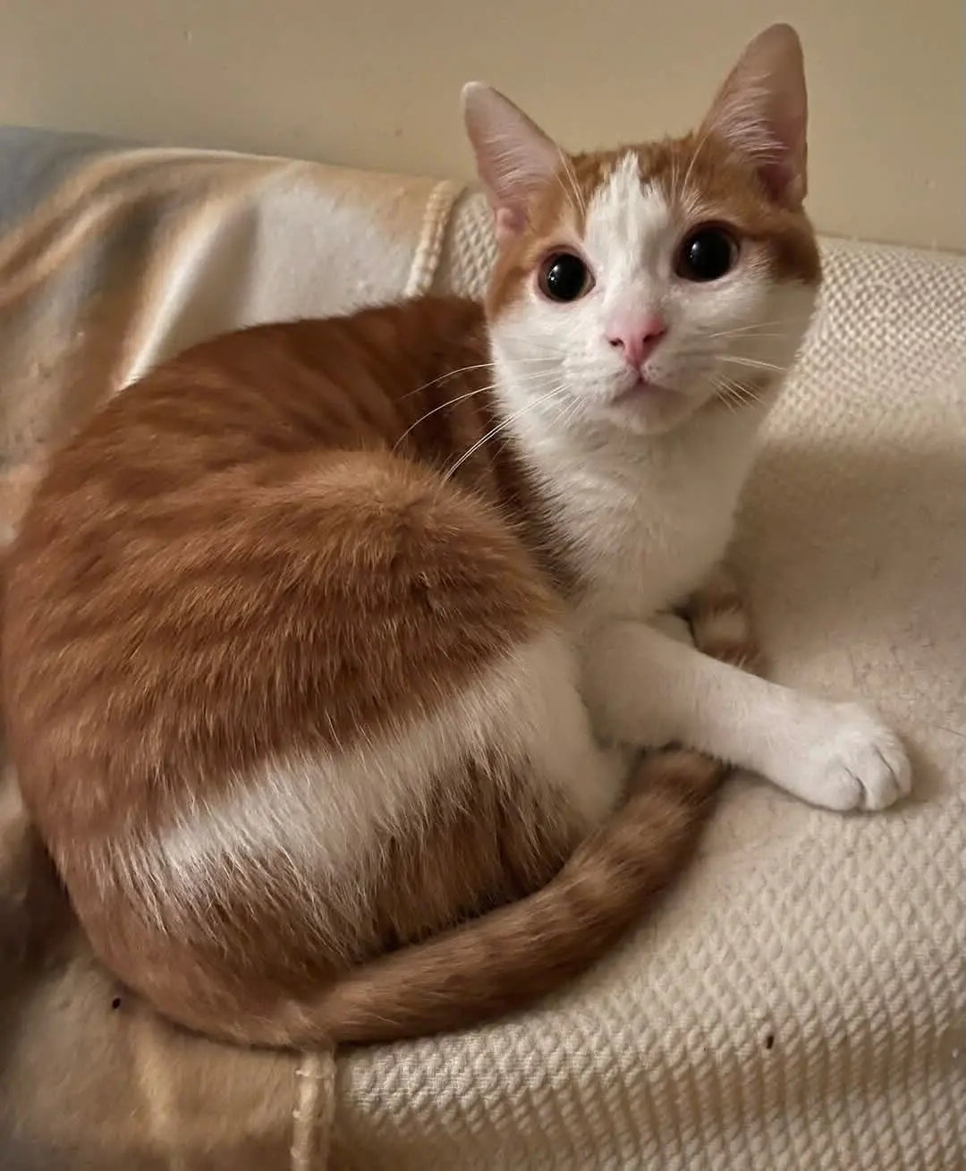 gatto lost   09032 Assèmini/Assemini Tatino