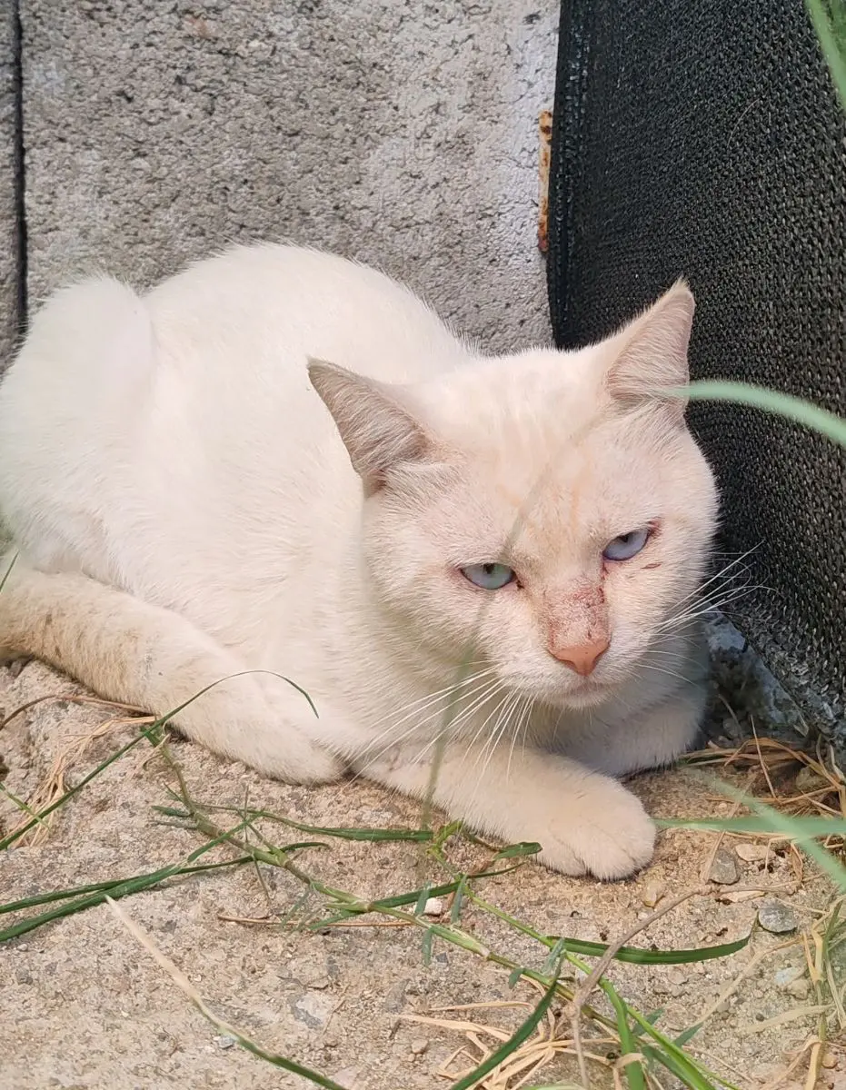 gatto lost  Via Stazione 09030 Su Masu/Elmas Tito