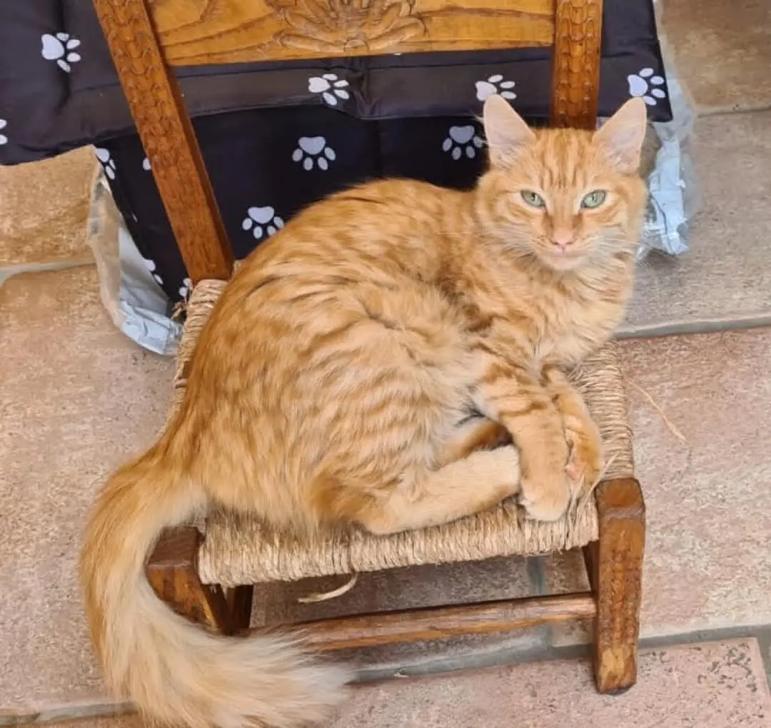 gatto lost   09042 Paùli/Monserrato Tommi