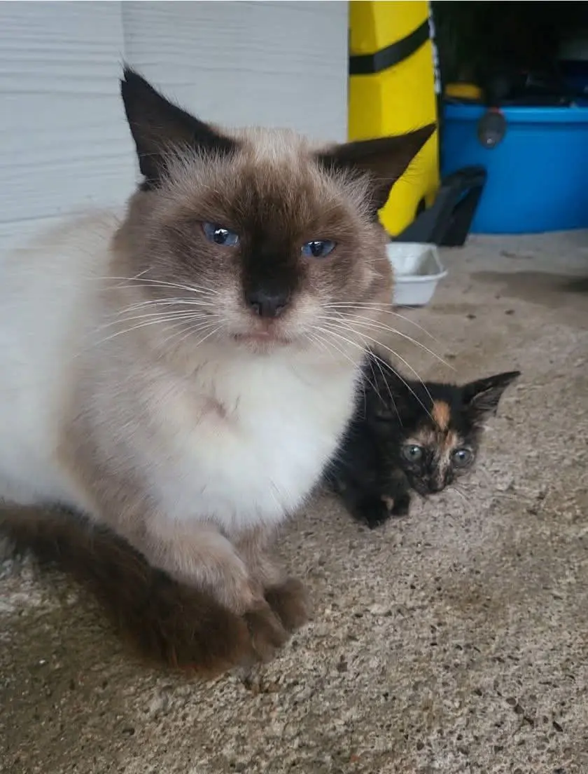 gatto lost   09032 Assèmini/Assemini Ziddi