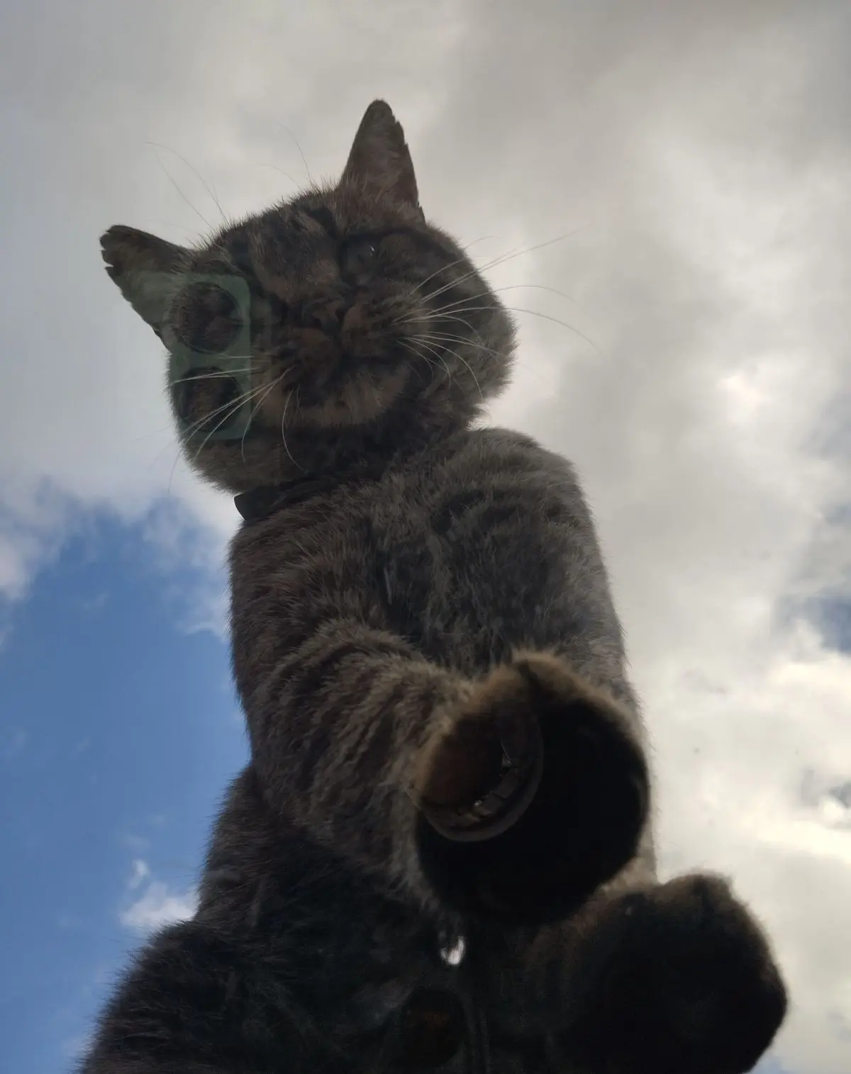 gatto lost    Campobasso Jolly