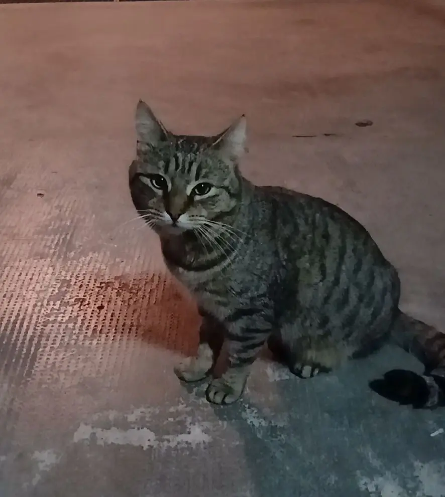 gatto lost   86039 Termoli Collarino