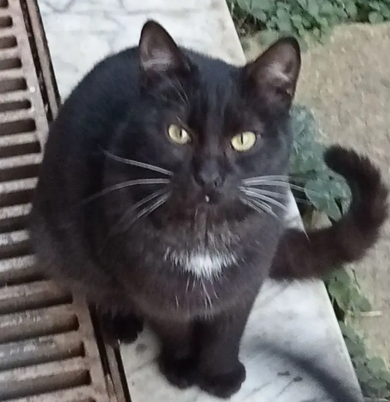 gatto lost   81020 Caserte Bruno