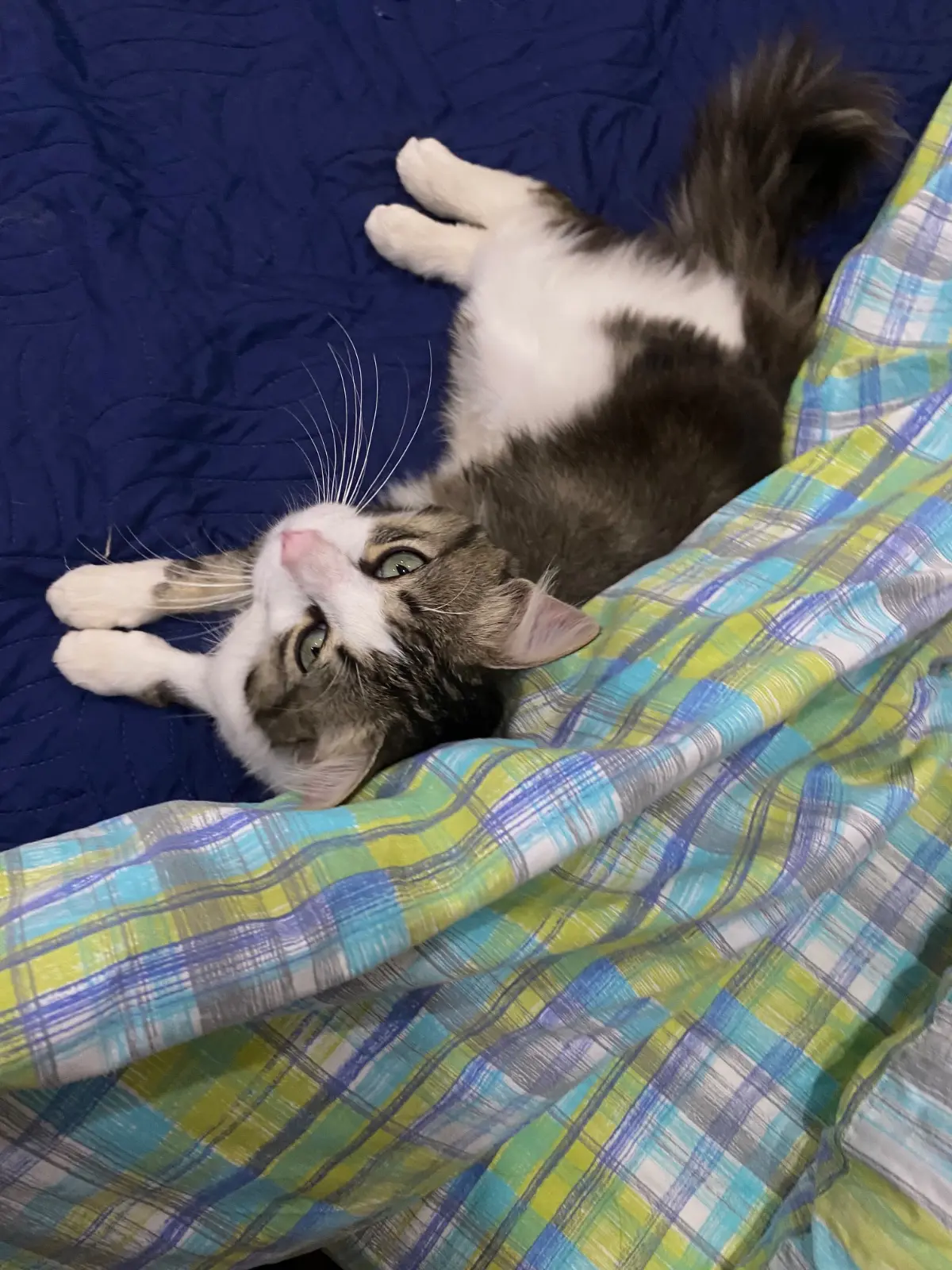 gatto lost   81020 Caserte Francesco