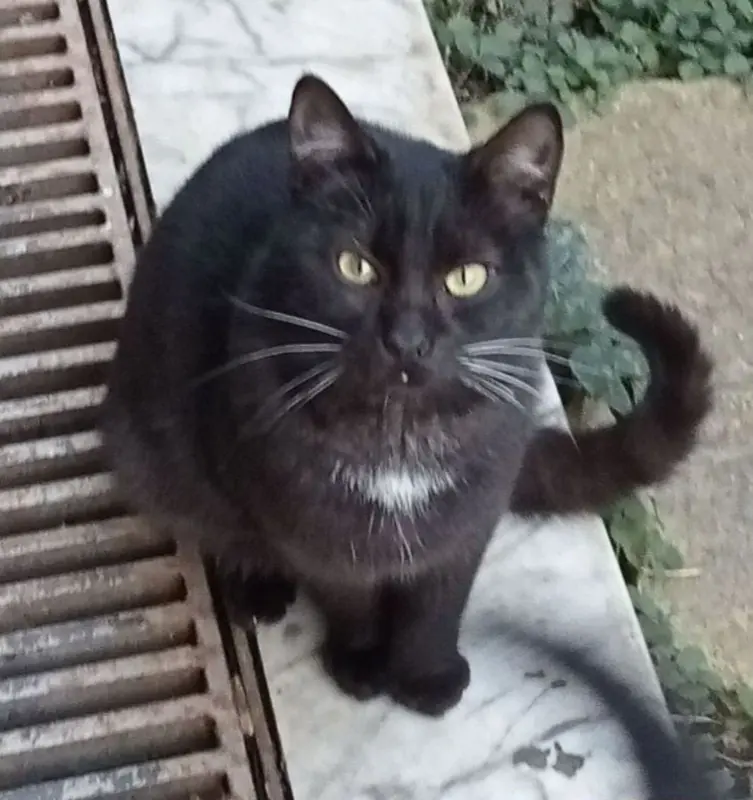 gatto lost    Galluccio Fraz