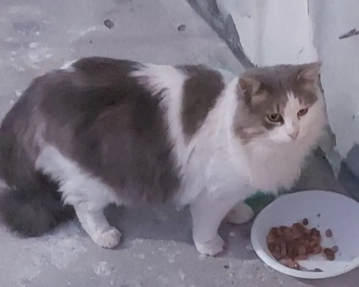 gatto lost   81037 Sessa Aurunca Gatto