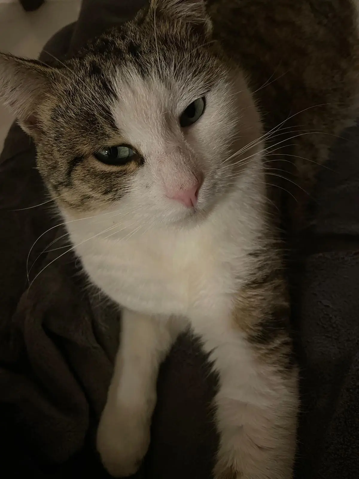 gatto lost  Via Bergamo 66034 Lanciano Simba