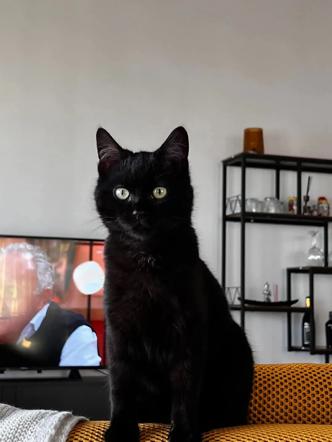 gatto lost    Vicoforte Axel bubi