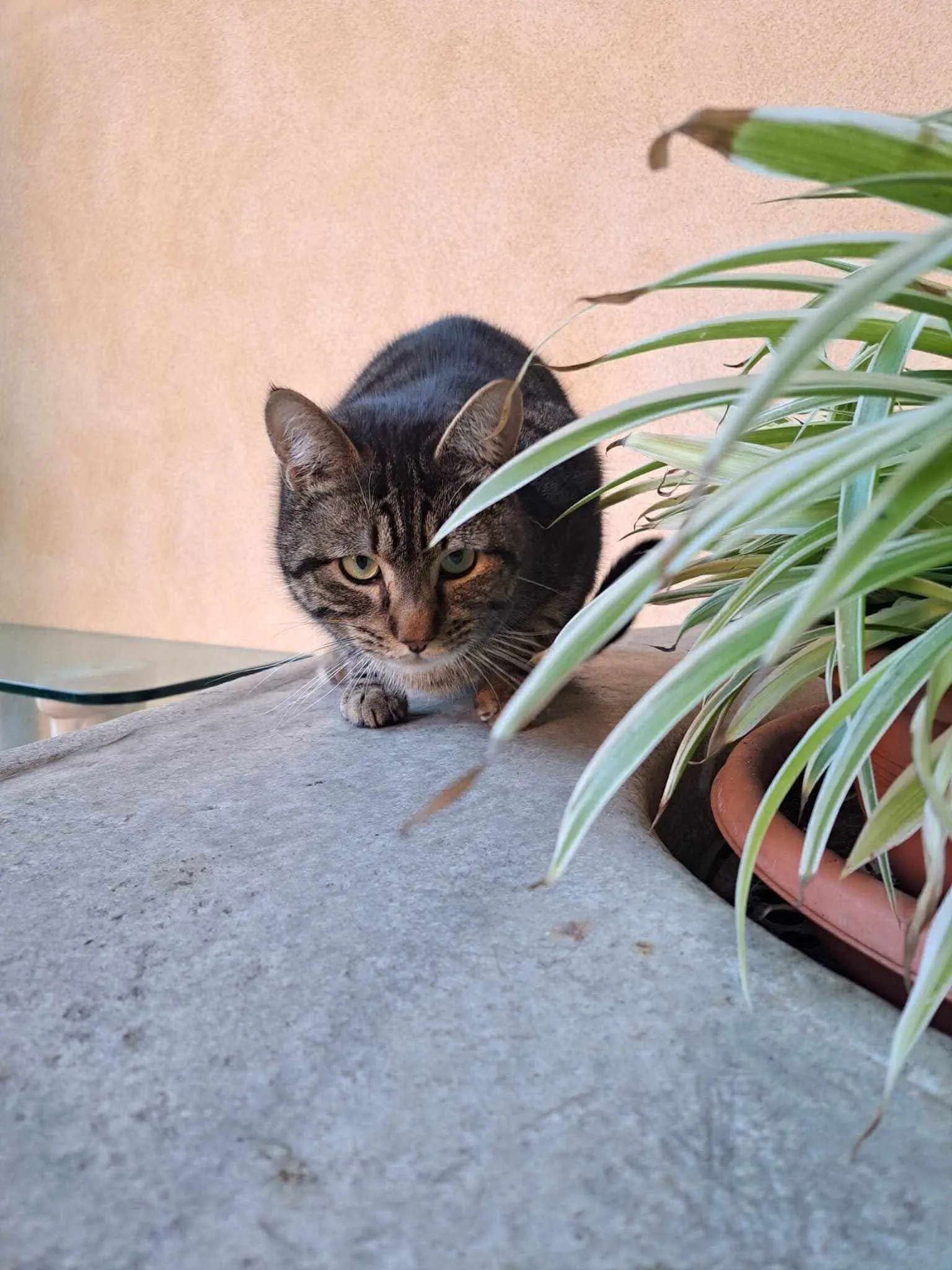 gatto lost   12038 Savigliano Ciro