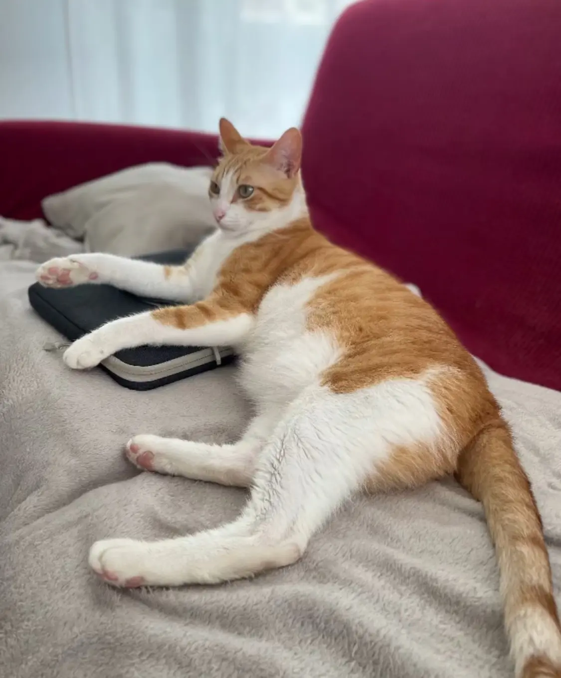 gatto lost   12038 Savigliano Loto