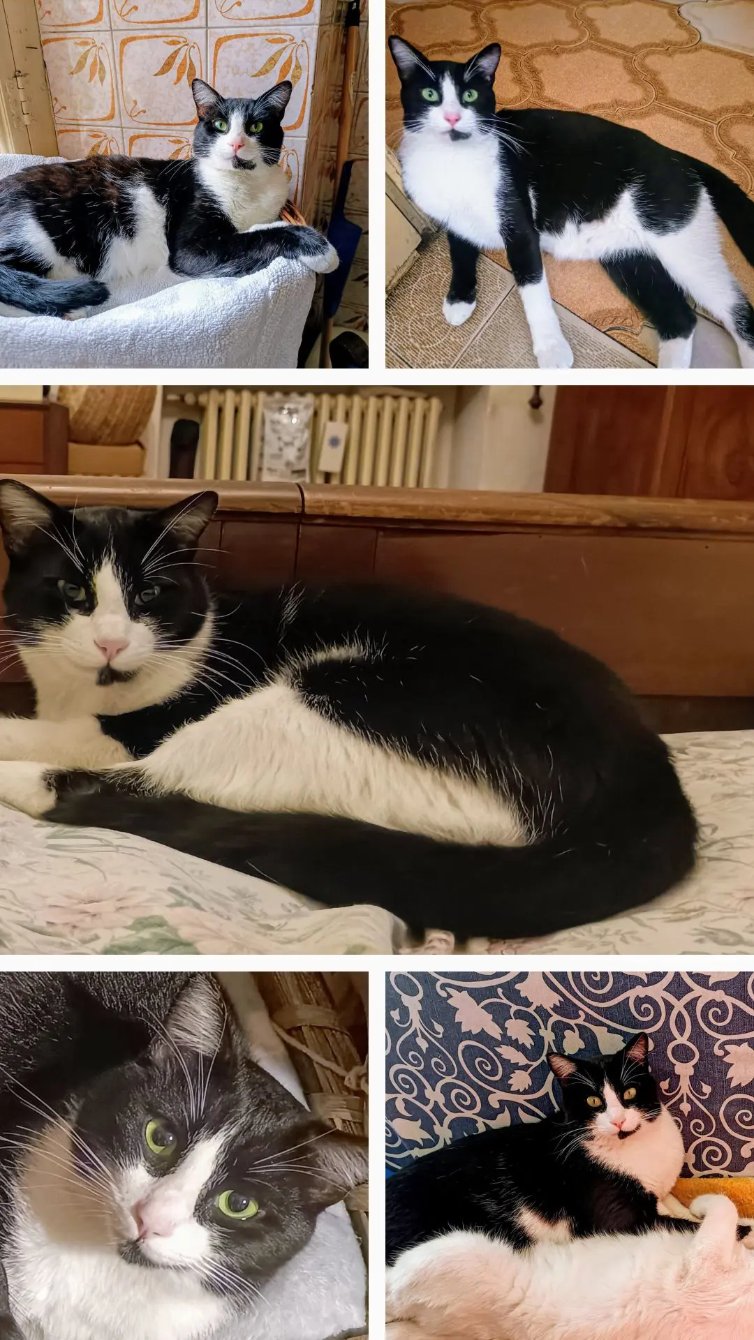 gatto lost   12033 Moretta Nino