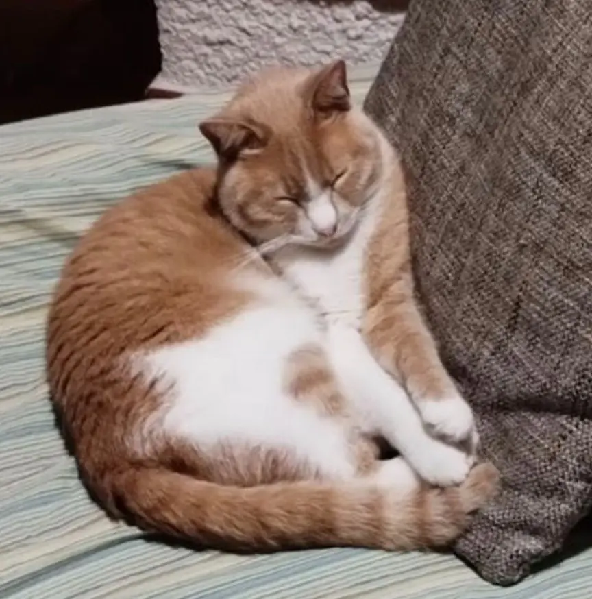 gatto lost   22046 Merone Cookie