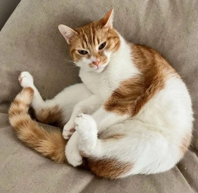 gatto lost   22100 Côme Oliver