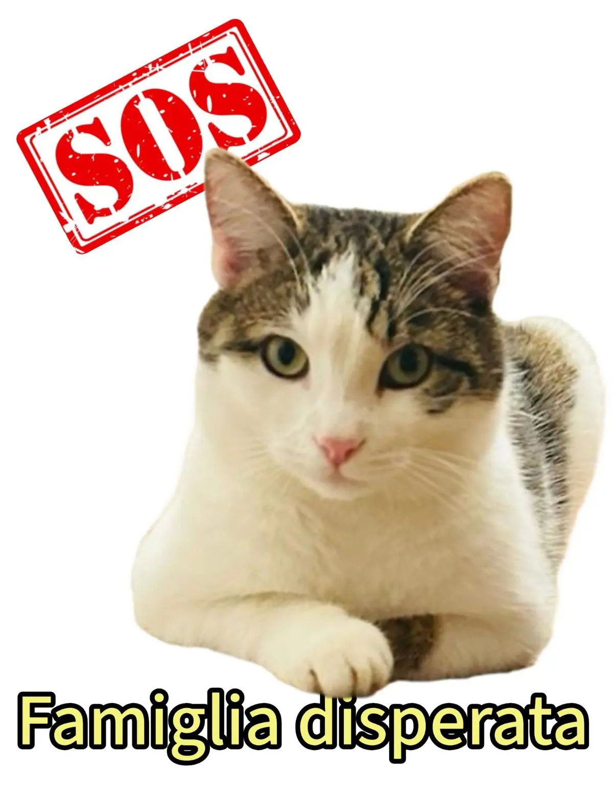 gatto lost    Brenna Janusz