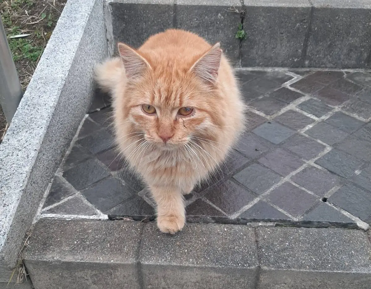 gatto lost    Pusiano Matisse