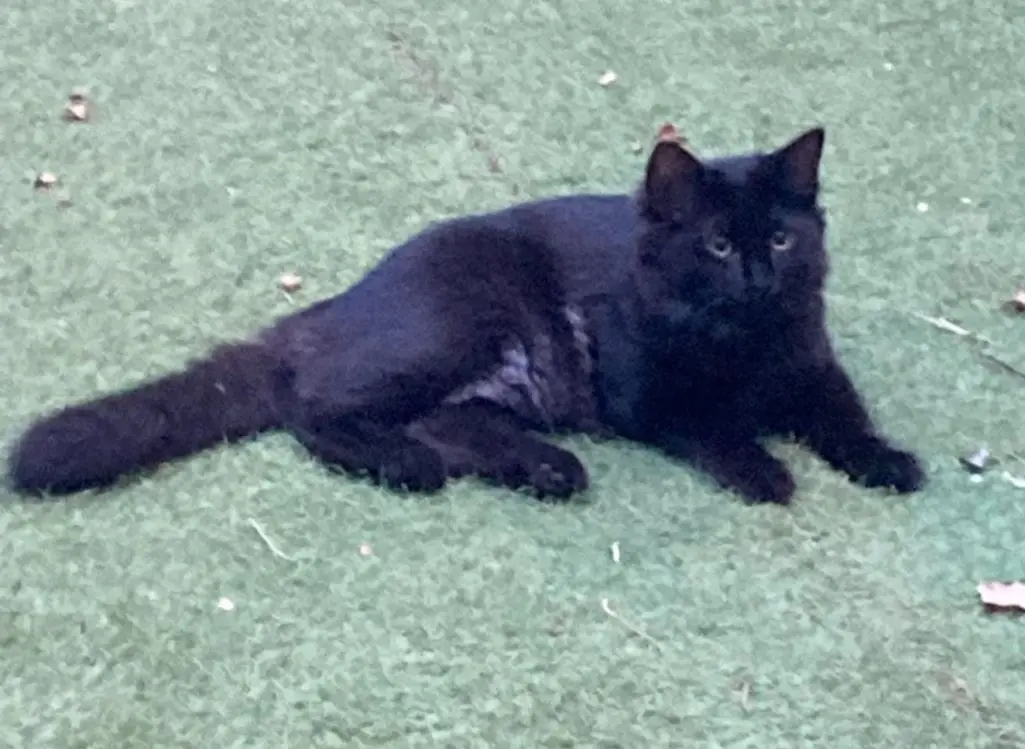 gatto lost   22078 Turate Mojto