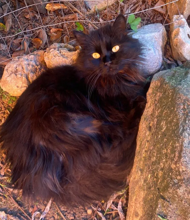 gatto lost   22078 Turate Slash