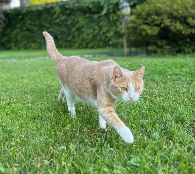 gatto lost    Cabiate Tigro