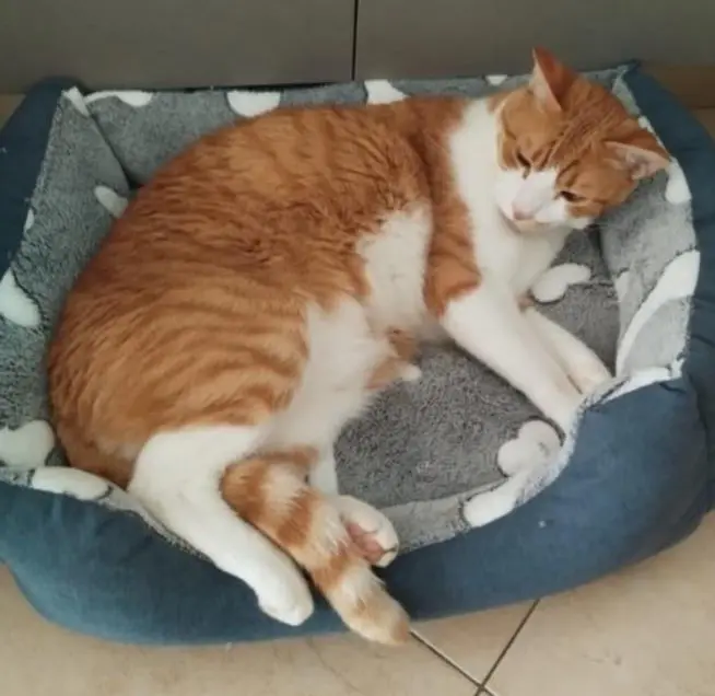 gatto lost   26039 Vescovato Edoardo