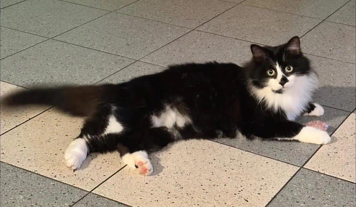 gatto lost   26030 Casteldidone Felix