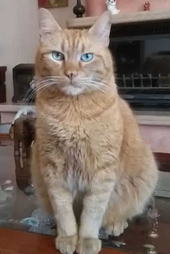 gatto lost   26040 Gussola Teo