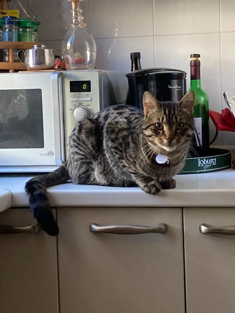 gatto lost    San Nicola Arcella Leone