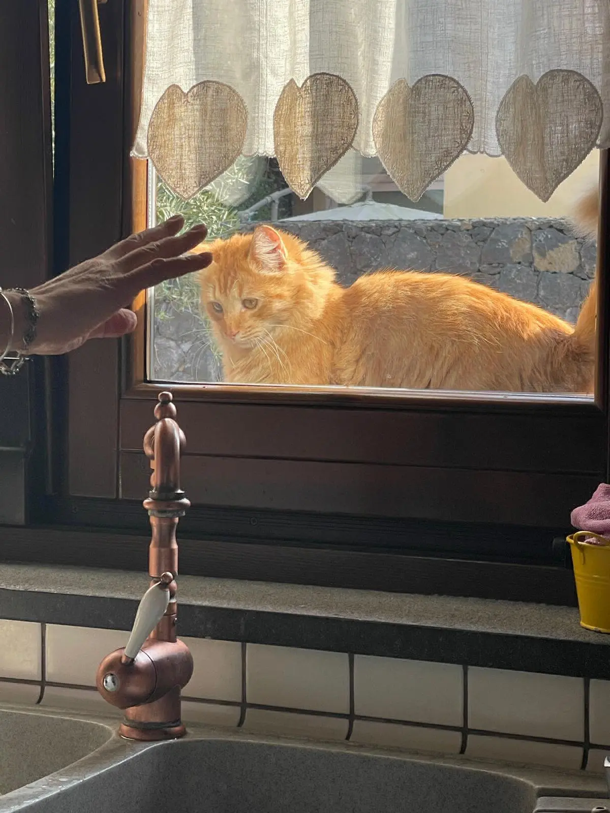 gatto lost   95028 Valverde Aslan / simba