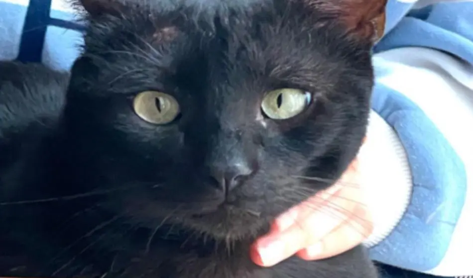 gatto lost    Catane Asdrubale