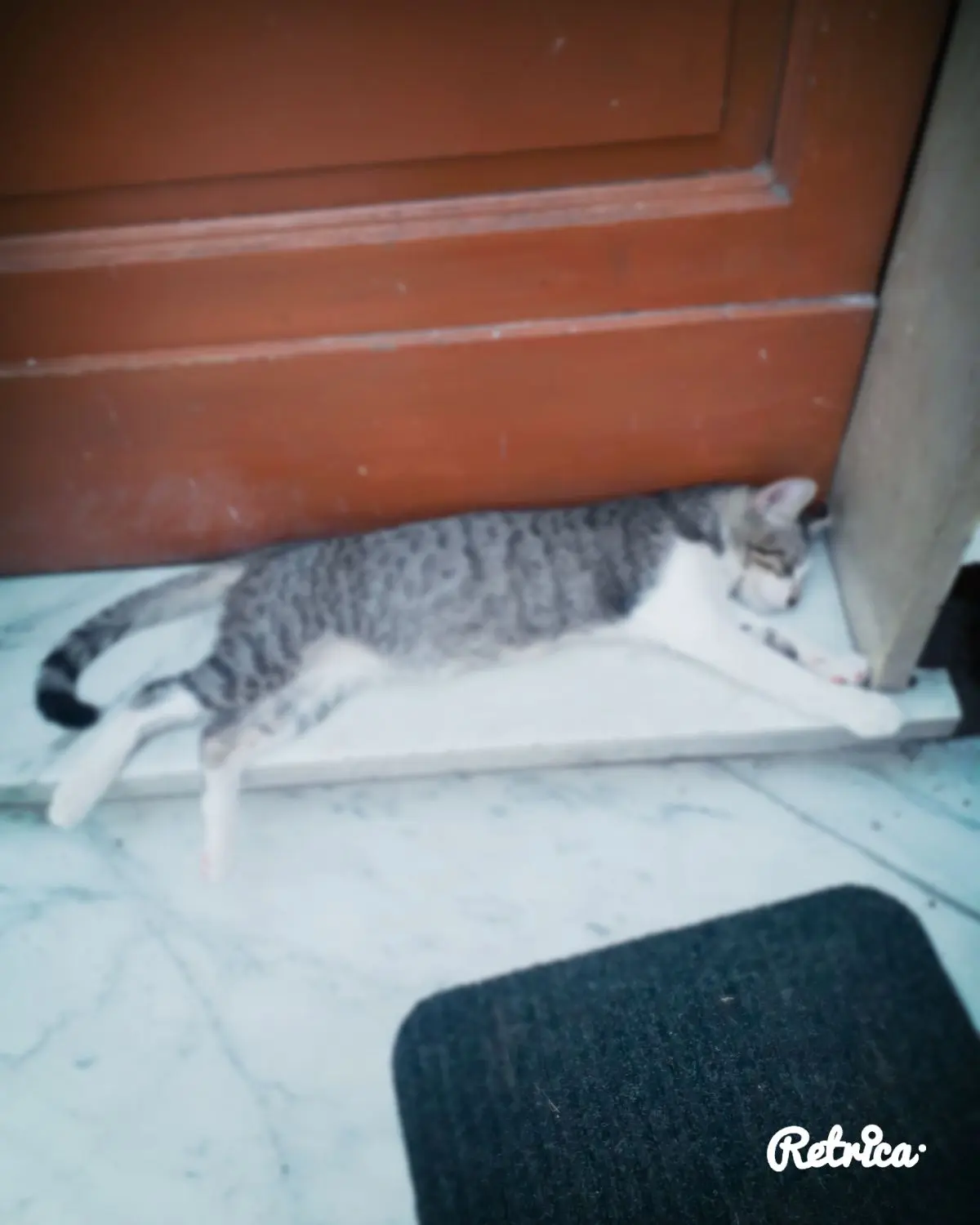 gatto lost   95024 Acireale Domenico- thomas