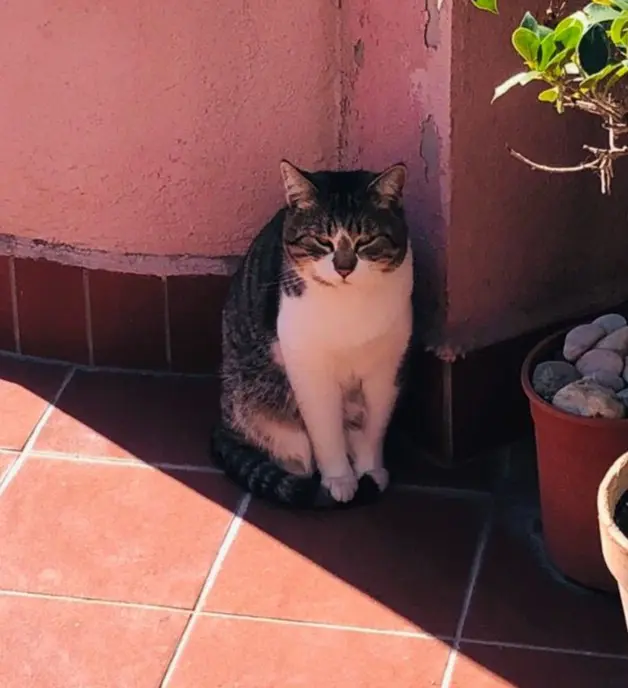 gatto lost   95024 Acireale Domenico-thomas