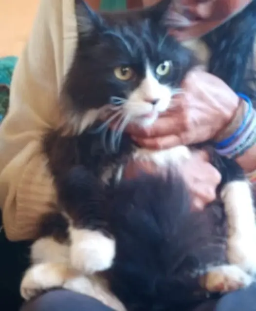 gatto lost   95037 San Giovanni la Punta Silvestro