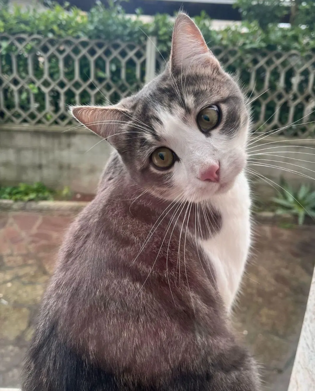 gatto lost   50054 Fucecchio Emilio