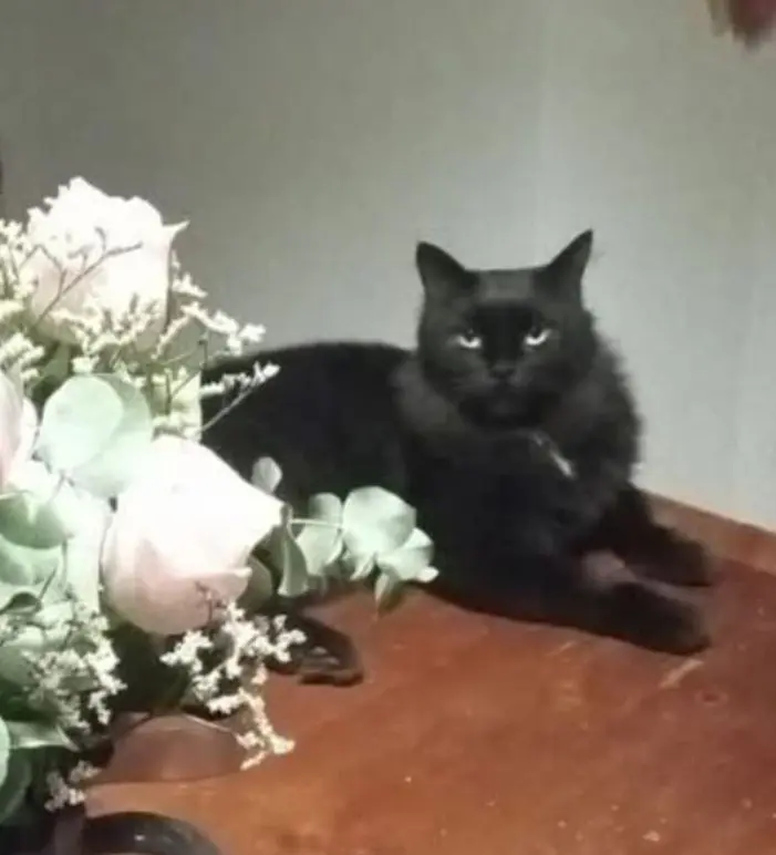 gatto lost    Florence Carbone