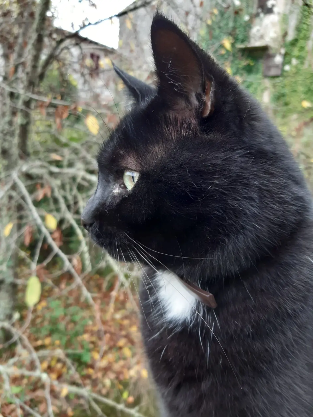 gatto lost    Florence Chicco