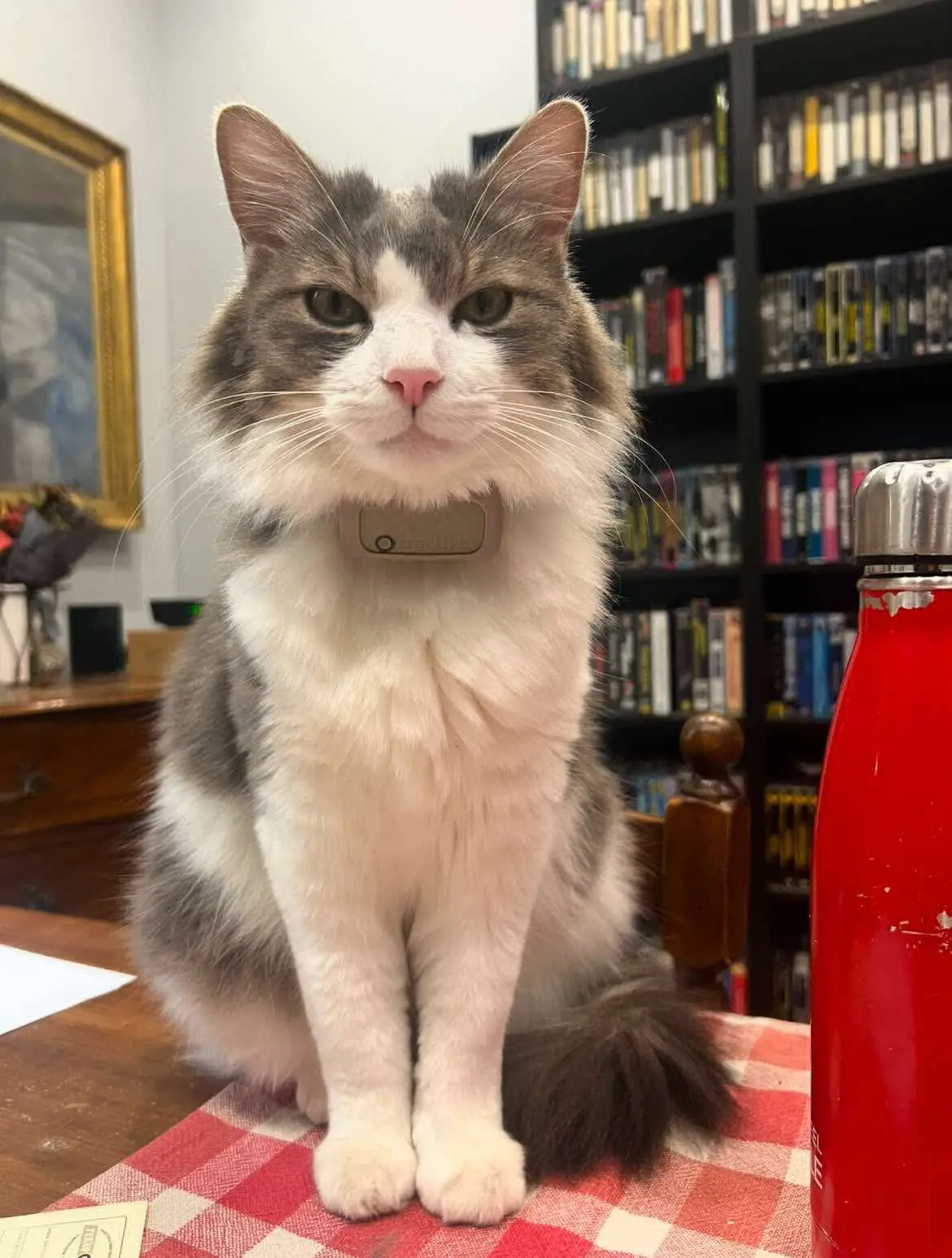 gatto lost    Florence Icaro