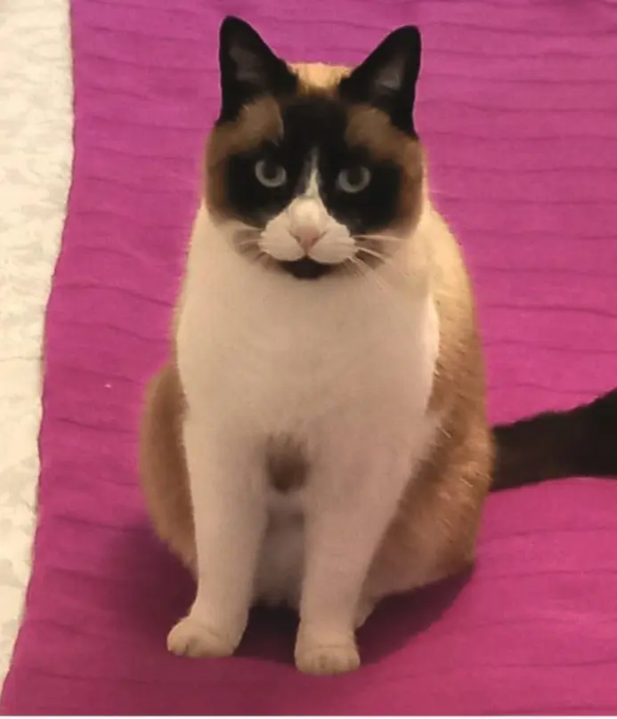 gatto lost    Florence Leo