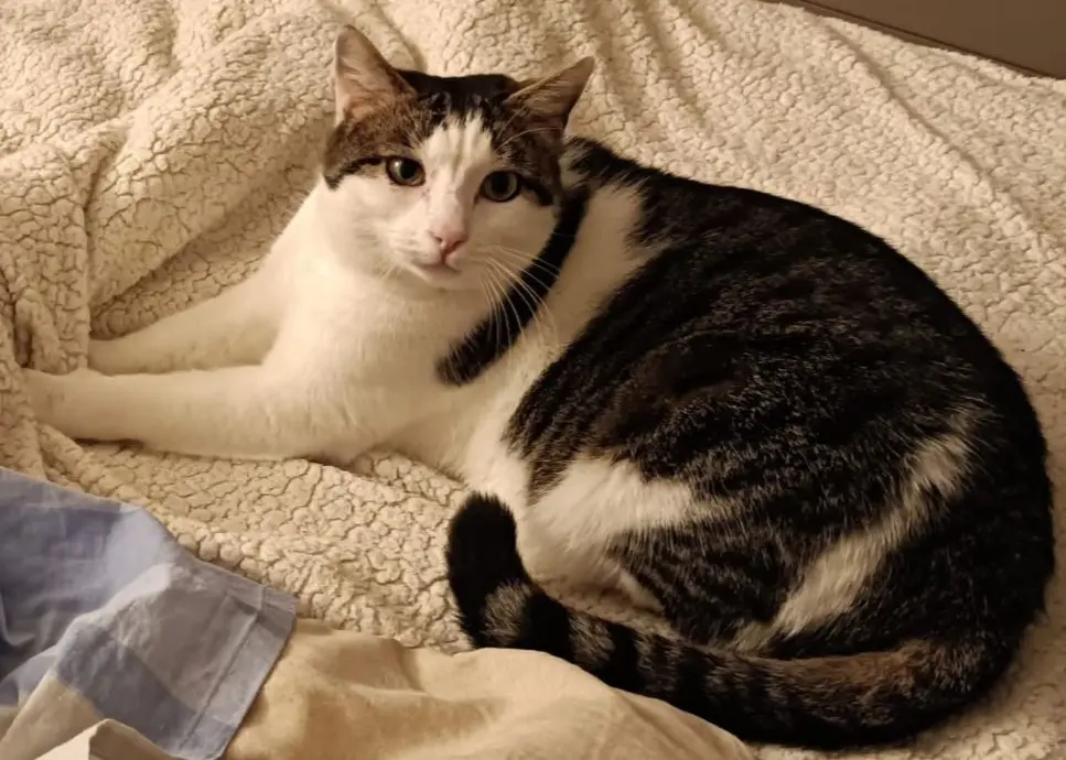 gatto lost    Florence Lillo