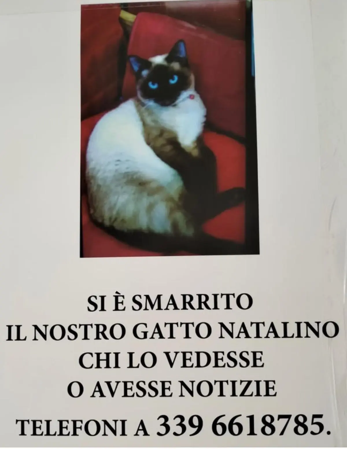 gatto lost  Autostrada del Sole 50018 Ugnano Natalino