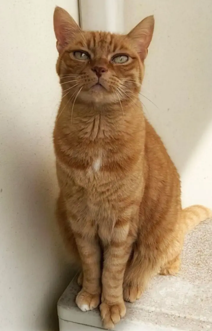 gatto lost    Florence Osho