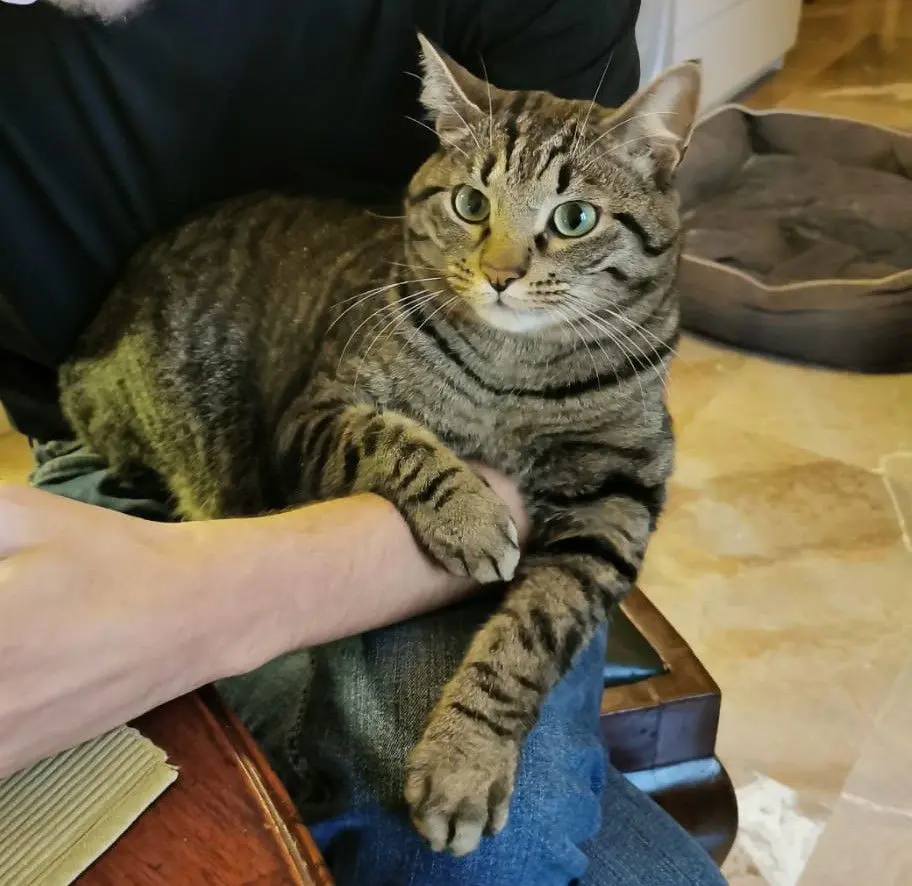 gatto lost    Florence Pepe