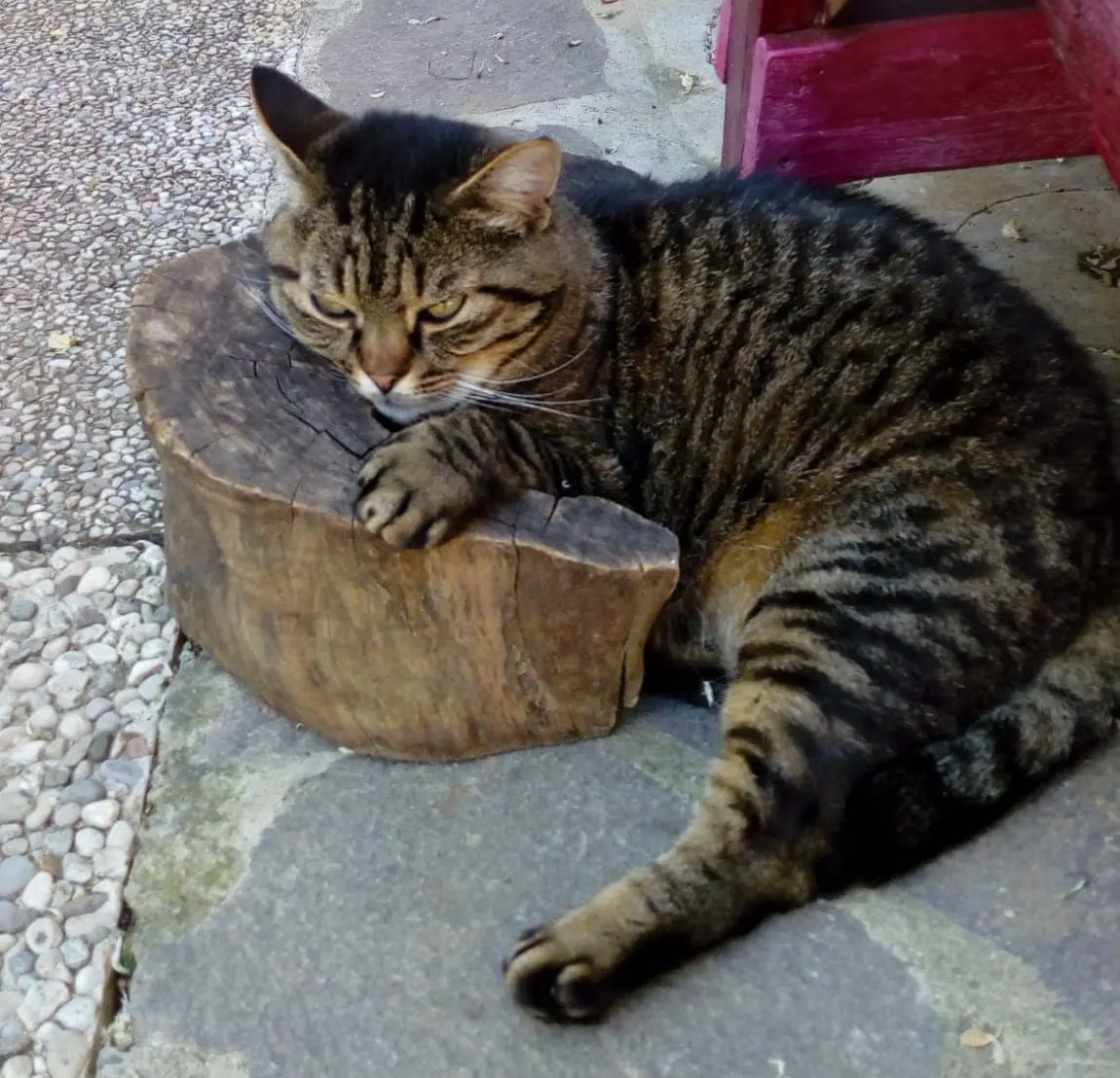 gatto lost    Florence Piero