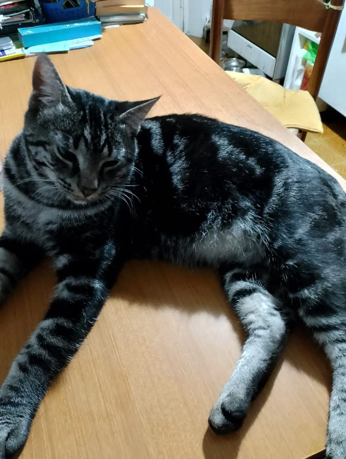 gatto lost    Florence Puma