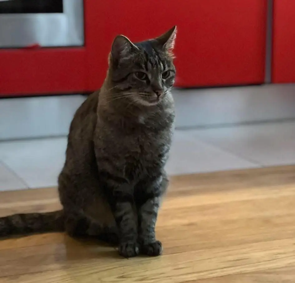 gatto lost    Florence Rocky